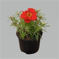 Sundial Deep Red Portulaca