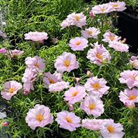 Sundial Light Pink Portulaca