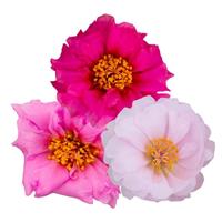 Sundial Valentine Mix Portulaca