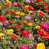 Sundial Caliente Mix Portulaca