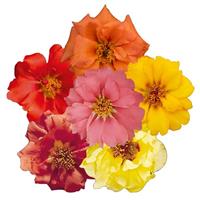 Sundial Peach Mix Portulaca