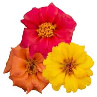 Sundial Volcano Mix Portulaca