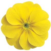 Danova Lemon Yellow Primula Acaulis