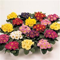 Danova Mix Primula Acaulis