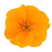 Danova Orange Primula Acaulis