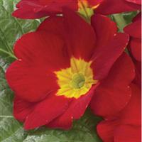 Danova Red Primula Acaulis