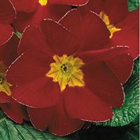 Danova Velvet Red Primula Acaulis