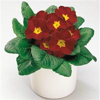 Danova Velvet Red Primula Acaulis