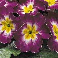 Danova Wine Bicolor Primula Acaulis