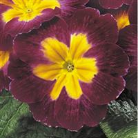 Danova Burgundy Bicolor Primula Acaulis