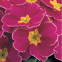 Danova Cherry With Edge Primula Acaulis