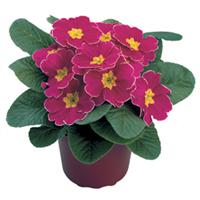 Danova Cherry With Edge Primula Acaulis