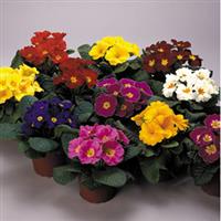 Danova Grower's Select Mix Primula Acaulis