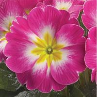 Danova Rose and White Bicolor Primula Acaulis