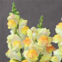 Candy Tops Champagne Snapdragon
