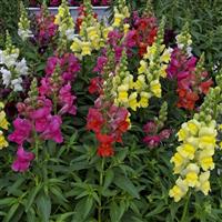 Candy Tops Mix Snapdragon