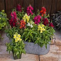 Candy Tops Mix Snapdragon