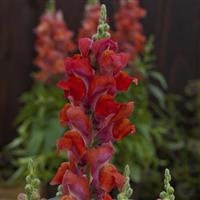 Candy Tops Orange Snapdragon
