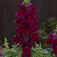 Candy Tops Red Snapdragon