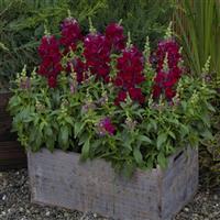 Candy Tops Red Snapdragon