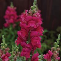 Candy Tops Rose Snapdragon