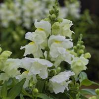 Candy Tops White Snapdragon