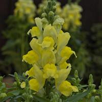 Candy Tops Yellow Snapdragon