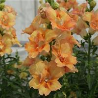 DoubleShot Peach Snapdragon