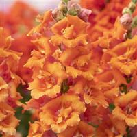 Sweet Duet Peach Snapdragon