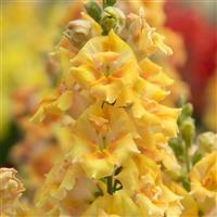Sweet Duet Citrus Snapdragon