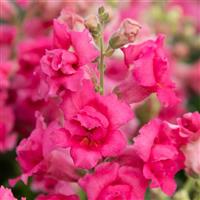 Sweet Duet Rose Shades Snapdragon