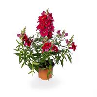 Sweet Duet Deep Red Snapdragon