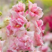 Sweet Duet Appleblosom Snapdragon