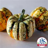 Thriller Squash