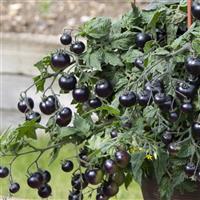Akoya Tomato