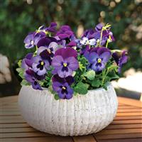 ColorMax Blue Jeans Viola