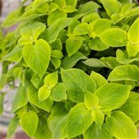 Mezmerize Lime Green Coleus