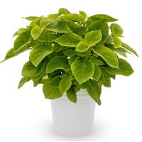 Mezmerize Lime Green Coleus
