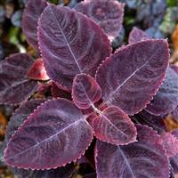 Mezmerize Rusty Red Coleus