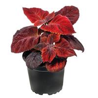 Mezmerize Rusty Red Coleus