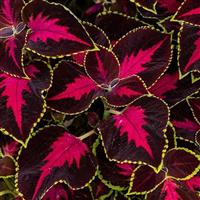 Mezmerize Chocolate Rose Coleus