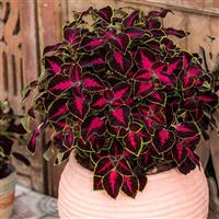 Mezmerize Chocolate Rose Coleus