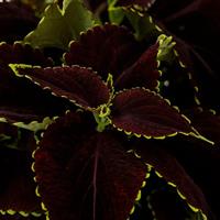 Mezmerize Chocolate Lime Coleus