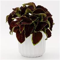 Mezmerize Chocolate Lime Coleus