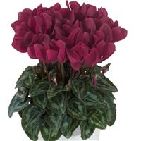 Macaron<sup>®</sup> Magenta Cyclamen