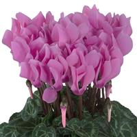 Macaron<sup>®</sup> Persian Rose Cyclamen