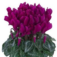 Macaron<sup>®</sup> Purple Cyclamen