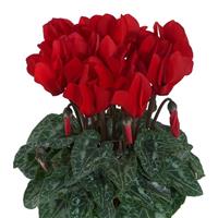 Macaron<sup>®</sup> Red Cyclamen