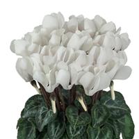 Macaron<sup>®</sup> White Cyclamen