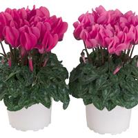 Macaron<sup>®</sup> Rose Shades Cyclamen